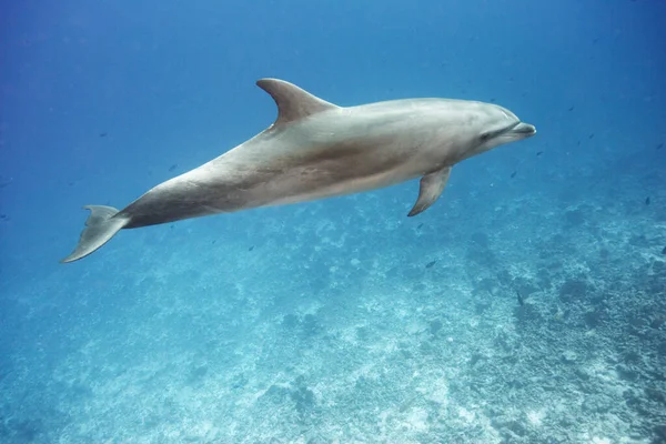 Bottlenose Dauphin Nageant Dans Océan — Photo