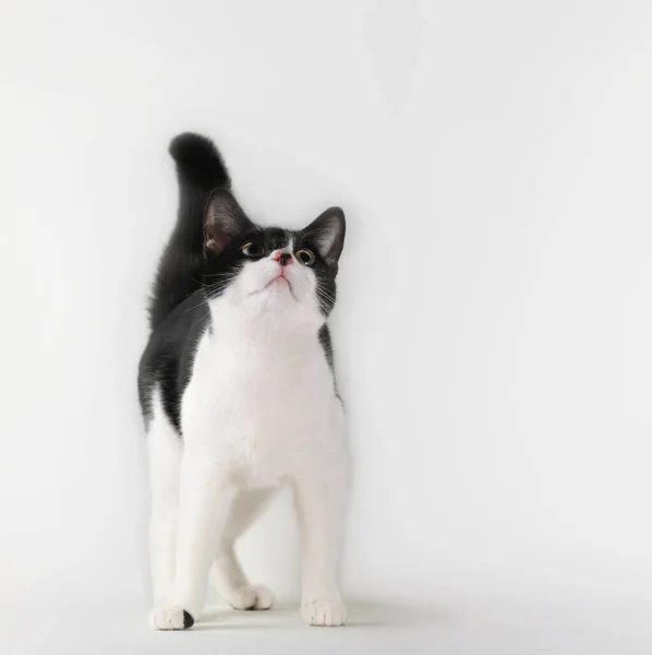 Zwart Witte Kat Kijkt Omhoog — Stockfoto