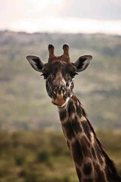 Fechar Rosto Girafa — Fotografia de Stock
