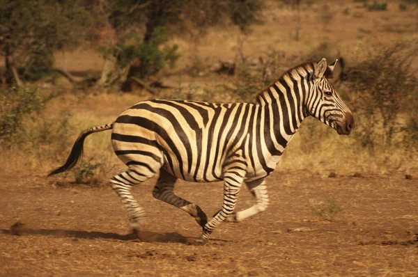 Uma Zebra Correndo Campo — Fotografia de Stock