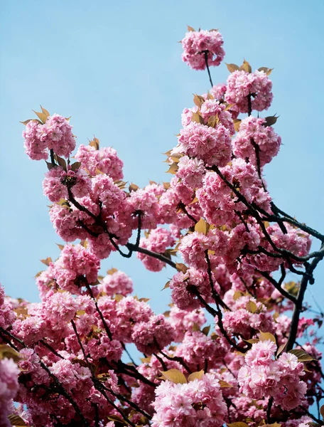 Fiori Ciliegio Sopra Cielo Blu — Foto Stock