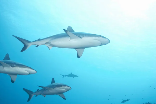 Witte Tip Rifhaai Zwemmen Oceaan — Stockfoto