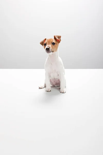 ジャック ラッセル子犬 — ストック写真