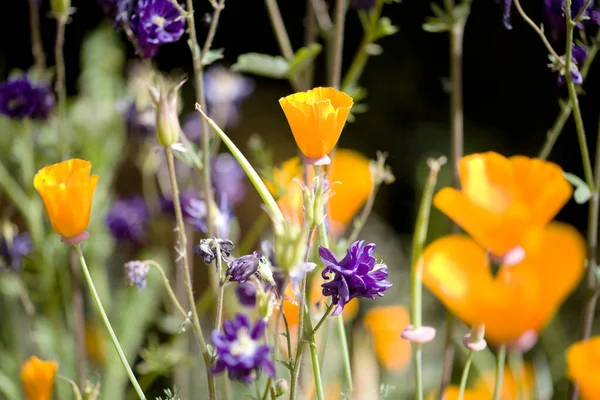 ポピーや野の花 — ストック写真