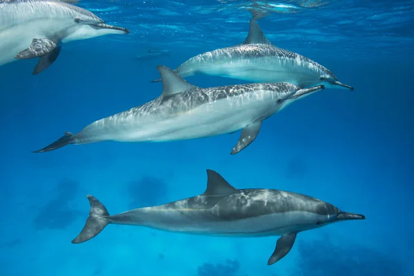 Grupp av spinner delfiner — Stockfoto