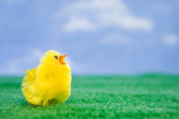 Κοτόπουλο Στο Πράσινο Γρασίδι — Φωτογραφία Αρχείου