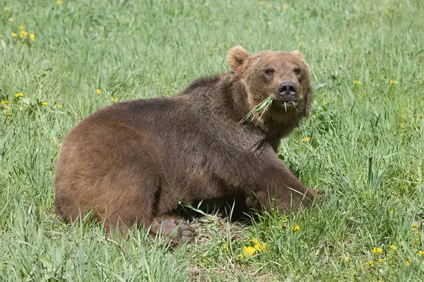 Grizzly Bear Feeding Grass — Stock Photo, Image