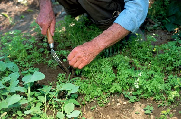 Senior Man Trädgården — Stockfoto