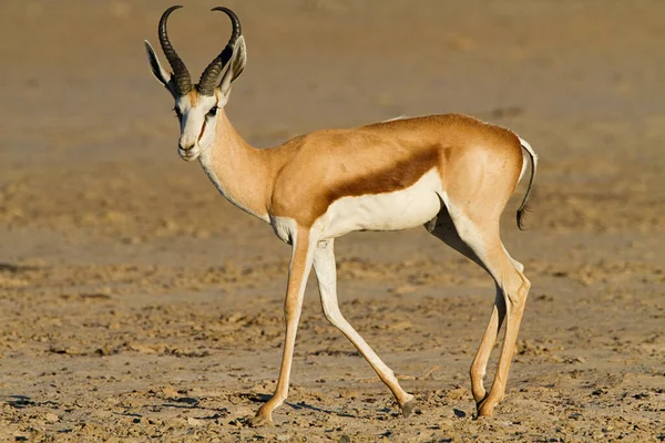 Springbock, Porträt — Stockfoto