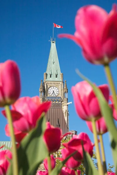Věž Míru Ottawa Modrá Obloha — Stock fotografie