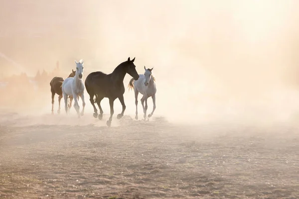 Horses Running Dusty Pen — Stock Photo, Image