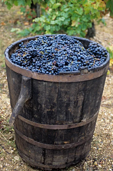 Grapes Tub — Stock Photo, Image