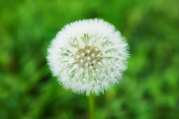 Close Dandelion Clock — Stock Photo, Image