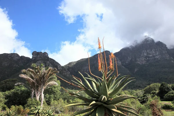 Plante d'agave et montagne de table, ville de cape, Afrique du Sud — Photo