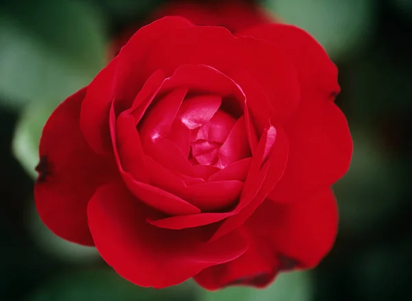 Red rose — Stock Photo, Image