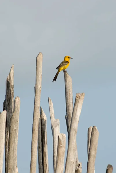 Prothonotary Warbler Blue Sky — Stock fotografie