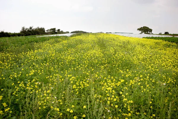 Girasole Nel Campo — Foto Stock