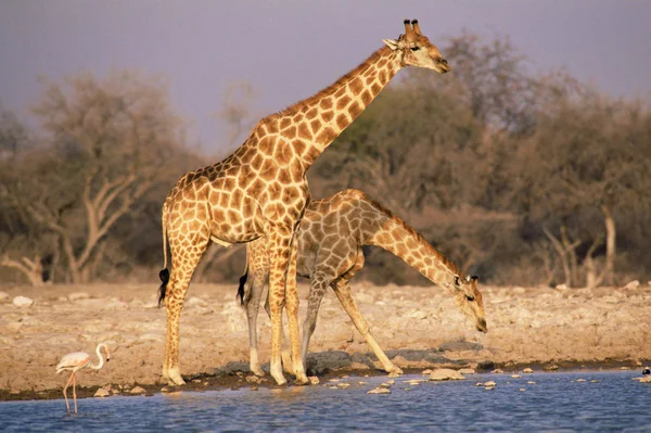 Girafa Beber Água — Fotografia de Stock