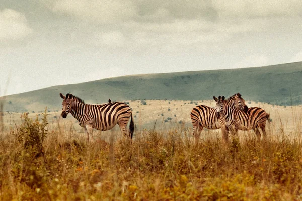 Zebra Grazing Rural Fields — 图库照片