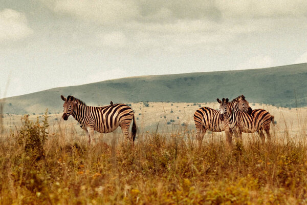 Zebra grazing in rural fields