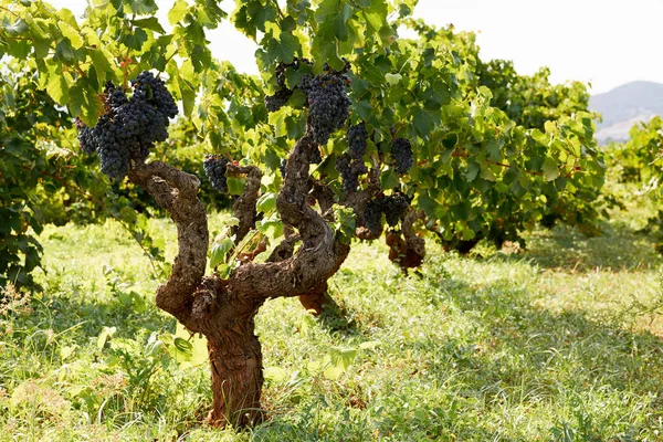 Szőlő egy szőlőültetvényen — Stock Fotó