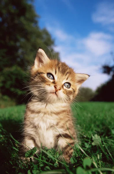 Curioso olhando gatinho — Fotografia de Stock