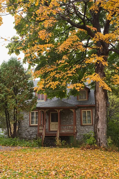 Дом Дерево Осенью — стоковое фото