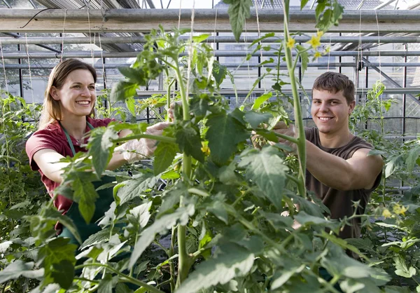 Mujer Hombre Que Cuida Planta Tomate — Foto de Stock