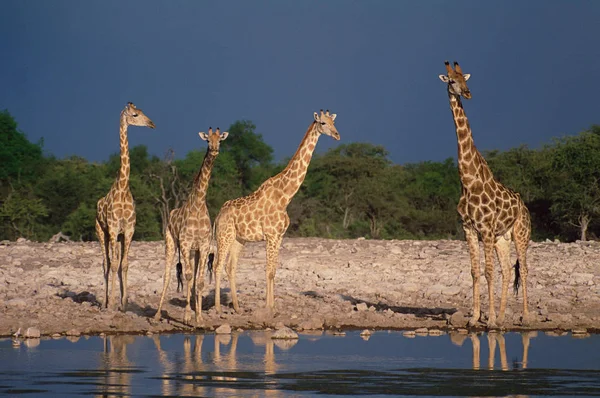 Girafa Água — Fotografia de Stock