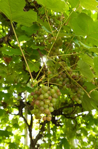 Groene Druiven Close — Stockfoto