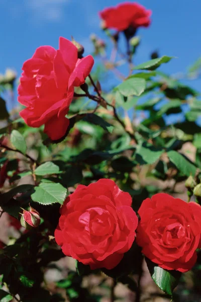 A bunch of red roses — Stock Photo, Image