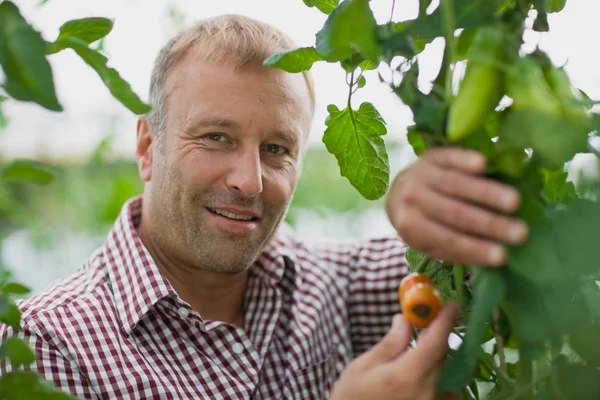 Hombre Que Cultiva Hortalizas Frutas — Foto de Stock