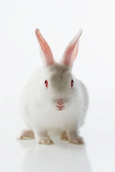 Witte Konijn Geïsoleerd Witte Achtergrond — Stockfoto