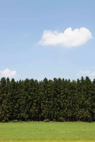 Bosque Coníferas Sobre Cielo —  Fotos de Stock