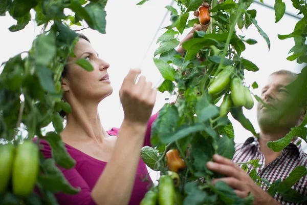 Frau Baut Gemüse Und Obst — Stockfoto