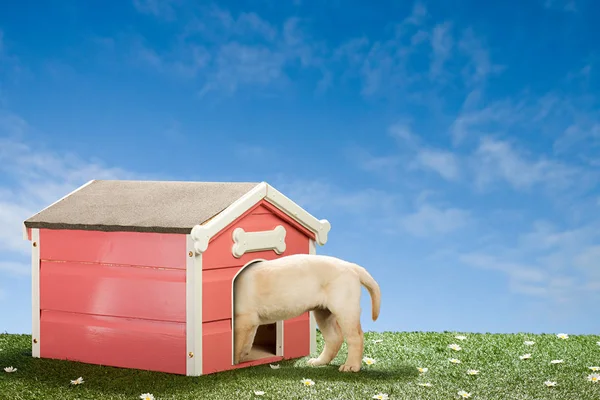 Köpek kulübesinde Labrador köpeği — Stok fotoğraf