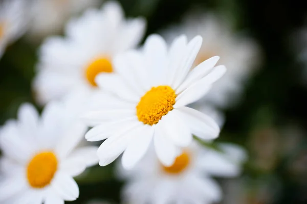 Flores Margueritas Imagens Grande Plano — Fotografia de Stock