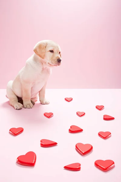 Labrador puppy and heart shapes — Stock Photo, Image