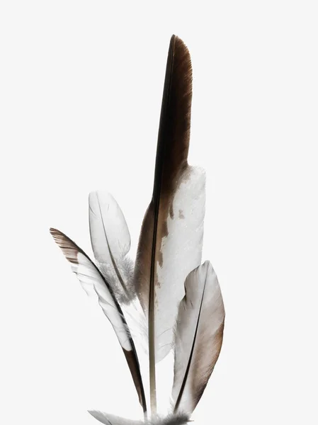 Feathers Isolated White Background — Stock Photo, Image
