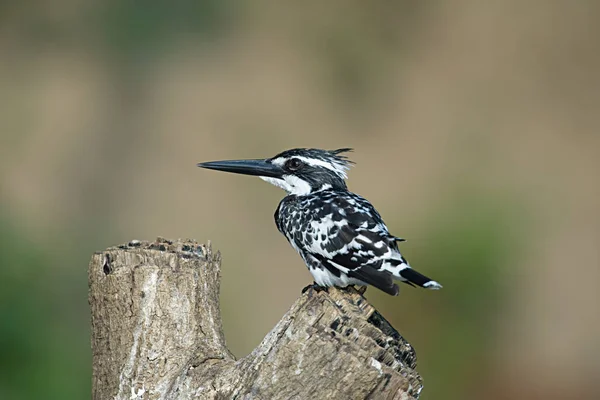 Pied Kingfisher Close — Stock fotografie