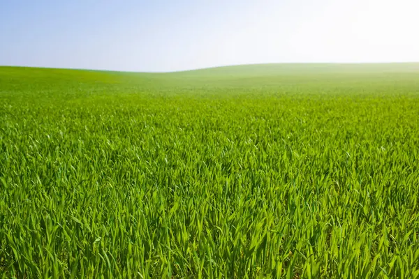 Campo de brotes verdes —  Fotos de Stock