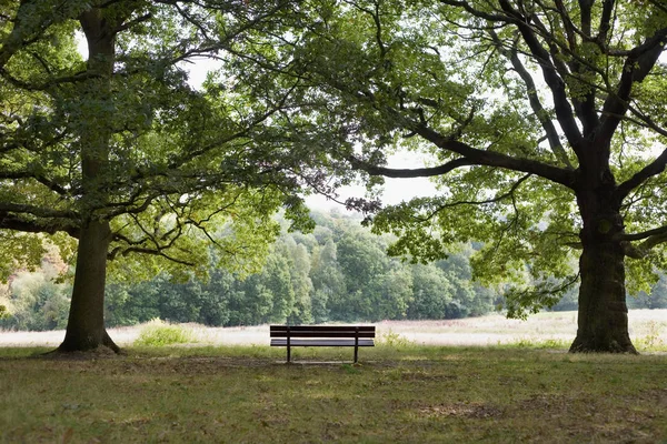 Banc de parc sous de gros arbres — Photo