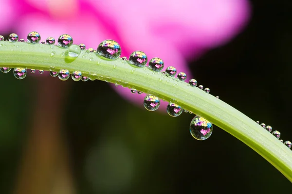 Las Gotas Rocío Una Hoja — Foto de Stock