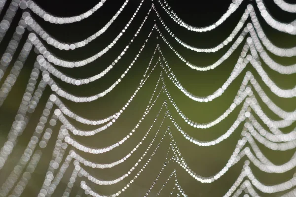 Primer Plano Una Tela Araña —  Fotos de Stock