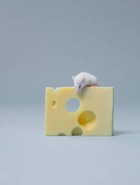 Mouse Sentado Sobre Una Loncha Queso — Foto de Stock