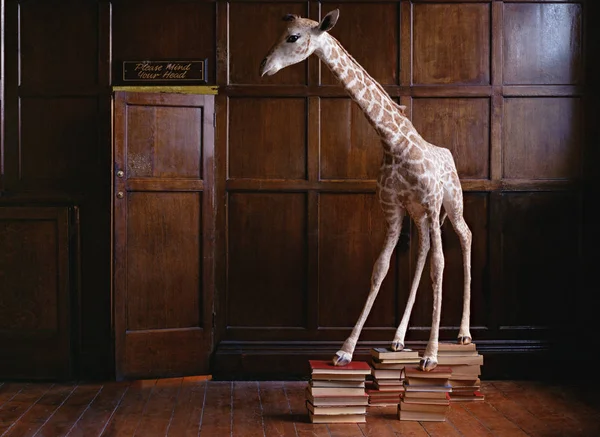 Фаршированный жираф, стоящий на книгах — стоковое фото