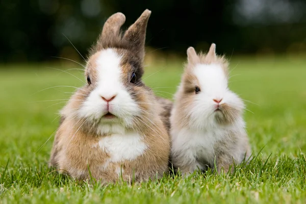 Двоє Кроликів Сидять Траві — стокове фото