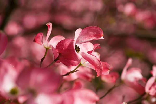 Avvicinamento Dei Fiori Corniolo — Foto Stock