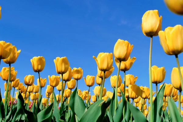 Ein Feld gelber Tulpen — Stockfoto