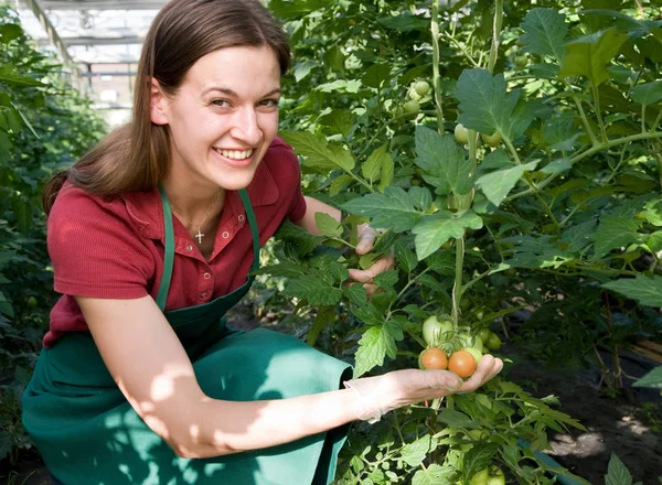 Wanita Yang Merawat Tanaman Tomat — Stok Foto